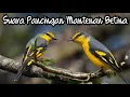Download Lagu Pancingan Mantenan Betina