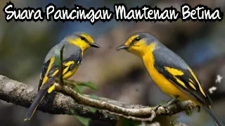 Download Pancingan Mantenan Betina MP3