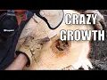 The Amazing Benefits of Logging This Tree s Growth is Proof