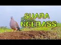 Download Lagu SUARA TEKUKUR NGEBAS