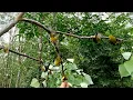 Download Lagu PANEN PLECI||SPOT MIKAT BURUNG DI KEBUN WARGA