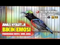 Download Lagu PANCINGAN KONIN GACOR FULL ISIAN MEWAH COCOK UNTUK MASTERAN KOLIBRI NINJA GACOR NGOBRA - RJK035