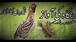 chinga batair ki awaz quail sound for hunting common quail sound quail sound effect