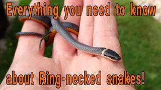 Everything you need to know about Ring-necked snakes Diadophis punctuatus