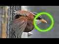 Download Lagu SUARA PIKAT BURUNG CICA KOPI CUCAK KOPI