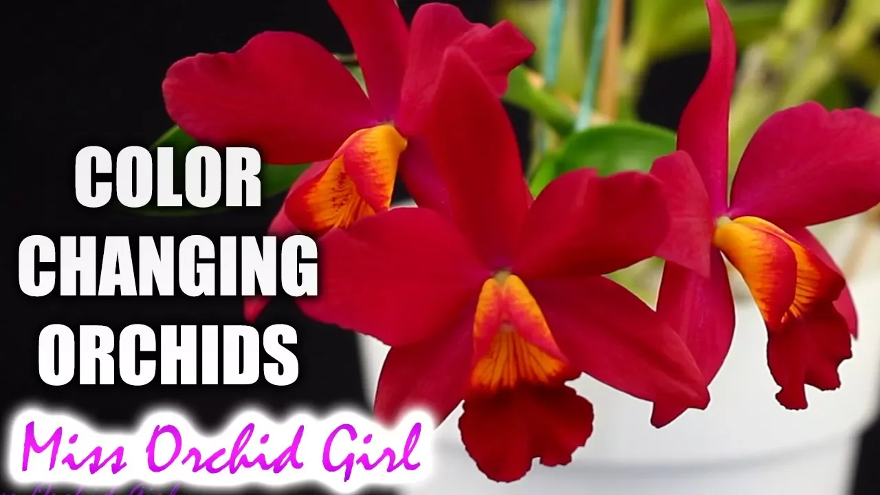 THE COLOR CHANGING ORCHIDS SLC HSIN BUU LADY