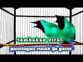 Download Lagu Lansung mau jamtrok !! Cucak ijo gacor full isian tembakan, ampuh untuk pancingan cucak ijo lomba 