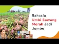 6 Pembesar Umbi Bawang Merah Terbaik, dari Pupuk Sampai Hormon