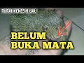 Lagu Lucu Sekali Ngasih Mimi Cucu, Baby Tupai Kekes Hijau Yang Belum Buka Mata