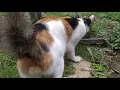 Download Lagu kucing belang telon jantan usia hampir 2 tahun || bejo punya pusaran bulu
