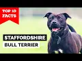 Staffordshire Bull Terrier - Top 10 Facts Staffy