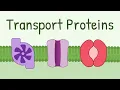 Transport Proteins Pumps Channels Carriers