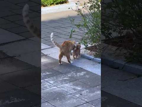 Annem ve Ben ❤️😻🐈🐈Kediseverler Topluluğu Kediler Vadisi #kedilervadisi #kedi #cat #yavrukedi