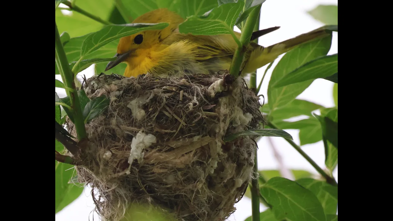 BIRDS IN FOOD CHAINS