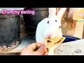 Bunny Eating Crunch asmr