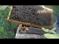 THE STATUS OF THE BEES I REPLACED 5 HONEY BY DIVITING THE TIME. status and application