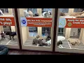 petland puppies tour