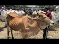 Download Lagu 5 juta !! Babon Kurus Murah Banget !! Sapi Gak Laku Sepi Pembeli !! Pasar Sapi Kerek 