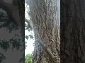 Download Lagu Tonggeret,  tenggeretgarengpung, kinjeng tangis di pohon avocado, tree avocado