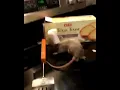 Ratatouille in Real Life