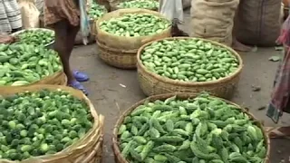 banglar krishi episode no 578 kachu sar u0026 joybo sar u0026 varmi compost foridpur 15 july 2018