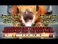 Download Lagu Seruling sakti isami + suara cip nratak