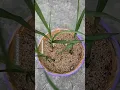 How to Grow Sugarcane Plant at Home