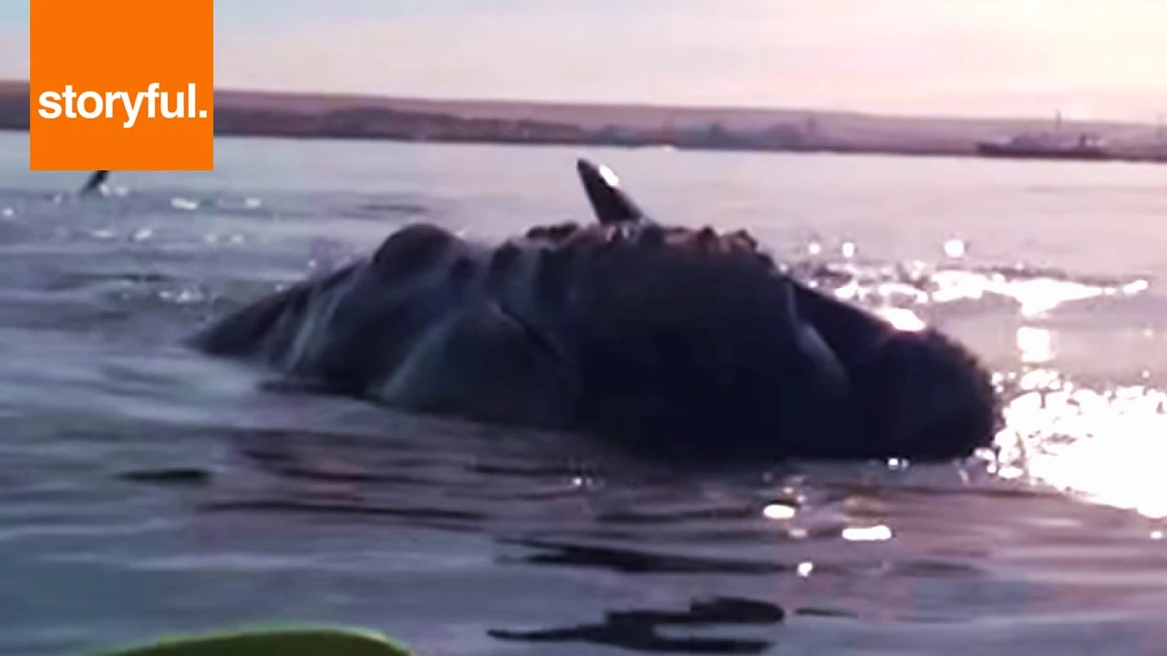 Whale Lifts Kayakers Out Of Water