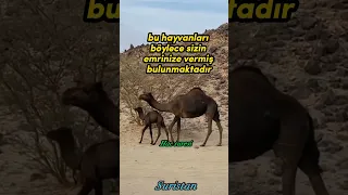 HAC SURESİ
