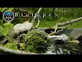 Download Lagu Moss and Medaka fish Biotope