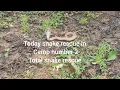 Download Lagu Today snake rescue in camp number 2 total snake rescue 77