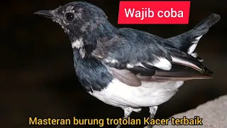 masteran burung kacer trotolan terbaik nih bosku wajib coba nih 