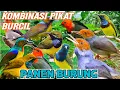 Download Lagu Kombinasi Pikat Burcil Sekali Putar Auto Panen Burung