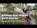 Download Lagu Kumpulan pikat burung glatik batu. Seru lihat ekspresi Burung liar