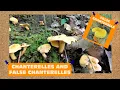 Chanterelles And False Chanterelles And How To Spot The Differences