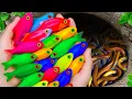 Download Lagu Great Catch Beautiful Aquarium Fish in Small Ponds, Three Tailed Fish, Catfish, Discus Fish, Turtle
