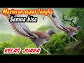 Download Lagu Masteran murai batu terbaik kelas dunia bentuk calon juara gantangan