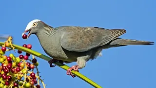 أسرار جزر العذراء 20 طائر ا نادر ا لن تصدق وجودها هناك 