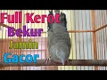 Lagu Perkutut kerot bekur
