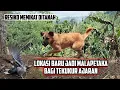 Download Lagu Lokasi Baru Jadi Malapetaka Bagi Tekukur Ajaran