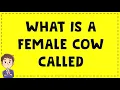 what is a female cow called