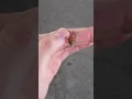 How dangerous is the brown recluse