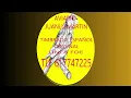Download Lagu CD CANTO DEL TIMBRADO ESPAÑOL ORIGINAL