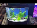 Aqua fin 36 gallon bow front aquarium initial setup