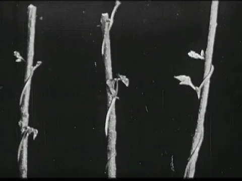 Les Floraisons (1912) The Bud, the Leaf and the Flower