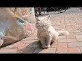 Download Lagu The stray cat's belly grows daily, so I decided to give this soon-to-be mother a warm home