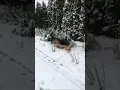 Download Lagu Playing with dogs #play #dog #cute #snow