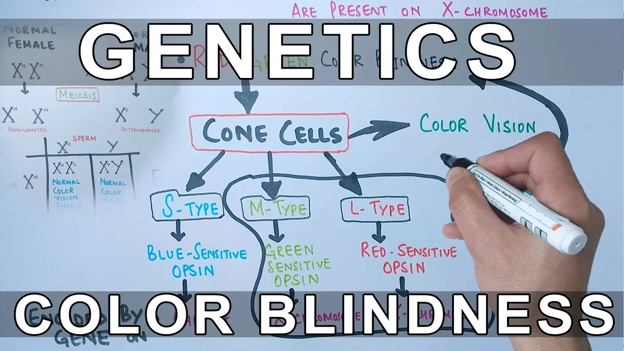 Genetics of Color Blindness