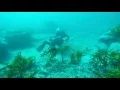 Lagu Cape Solander Dive