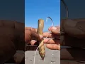 Cara mudah mancing ikan besar
